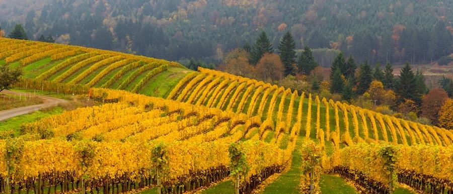 Vineyard near outlet me