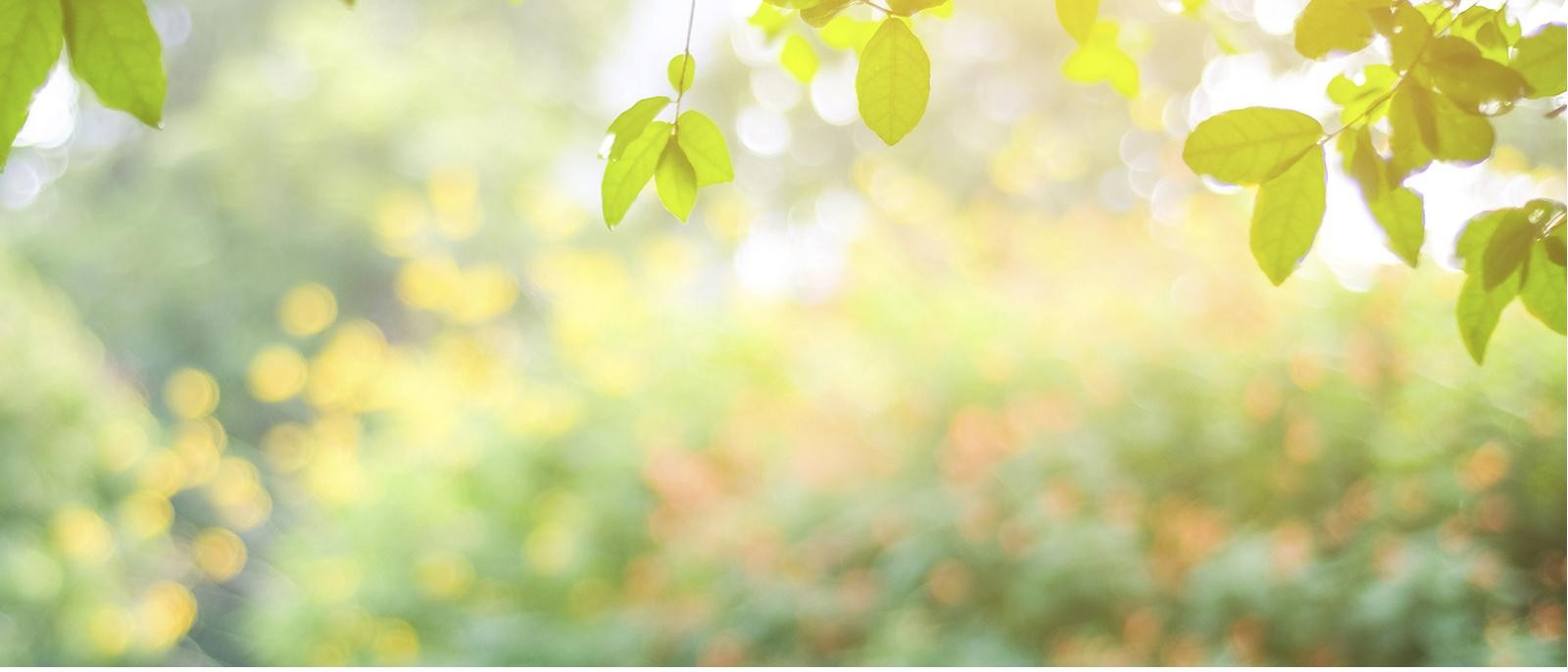 Summer Green Foliage