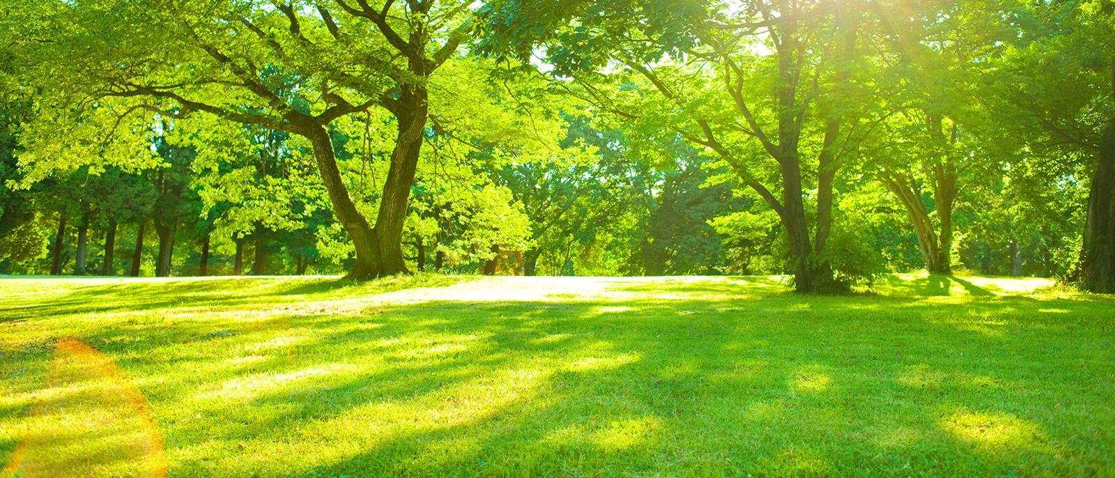 Summer Picnic Field