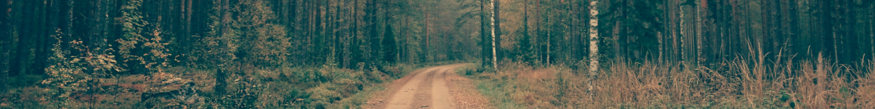 Dirt road in green forest