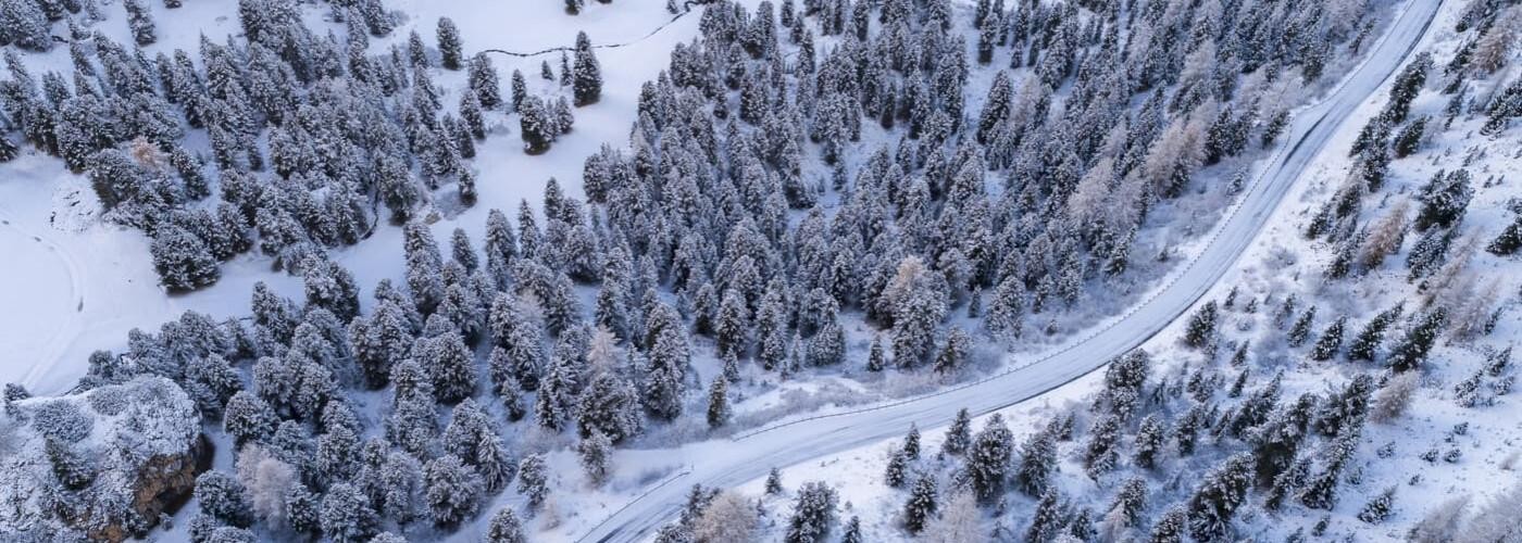 winter forest birds eye angle