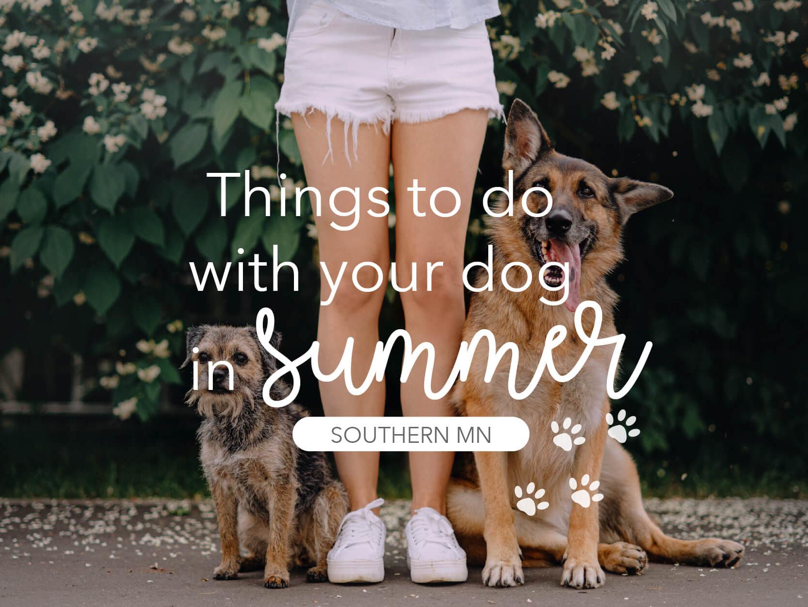 Fun Things to Do With Your Dog