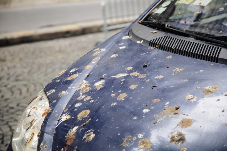 8 Tips to Clean Bird Poop Off Car Paint