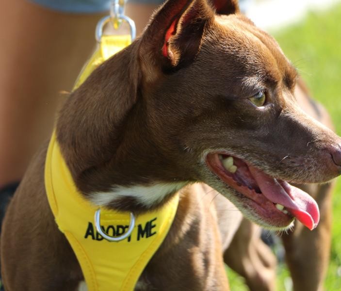 Humane Society of Weld County4