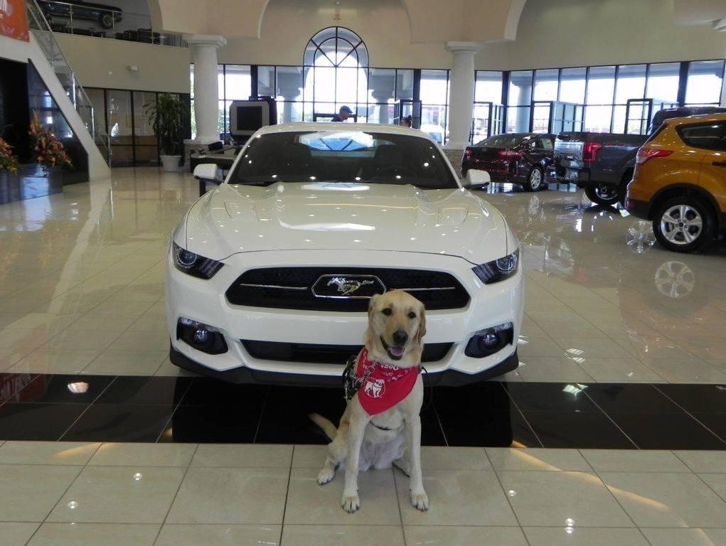 Happy dog in front of Ford Mustang